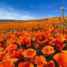 We did not find results for: Visiting And Hiking The Antelope Valley California Poppy Reserve During A Super Bloom Lancaster Ca Flying High On Points