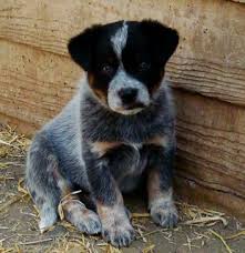 Just like a dalmatian dog getting its spots, this breed grows redder with age. Australian Cattle Dog Blue Heeler Puppy Jimbomack66 Flickr