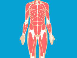 It permits movement of the body, maintains posture, and circulates blood throughout the body. Muscular System Anatomy Diagram Function Healthline