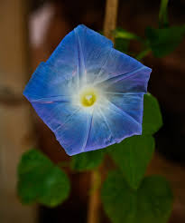 Image result for Ipomoea violacea