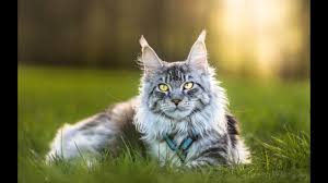 These majestic domesticated felines have long, striking fur that frames their face just like a big cat's mane (and they're far less ferocious). Living With Maine Coon Cat Youtube