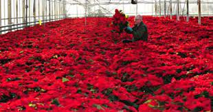 Warning Over Privatisation Of Environmental Science Research Body Thousands Of Poinsettia Plants In The Hot Plant Health Around The Worlds Poinsettia Plant
