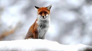 Cute Small Fox Desktop Pc And Mac Wallpaper Ipad Cute Backgrounds Winter 2432833 Hd Wallpaper Backgrounds Download A collection of the top 39 aesthetic ipad wallpapers and backgrounds available for download for free. cute small fox desktop pc and mac
