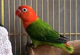 We did not find results for: Harga Lovebird Spangle Green Lovebirds Lover