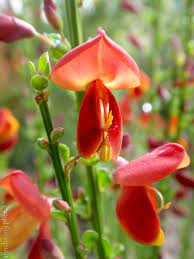 Pin On Flowering Shrubs