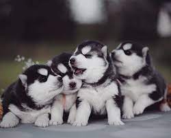 American bandog puppies for sale. Siberian Husky Puppies For Sale Near Me