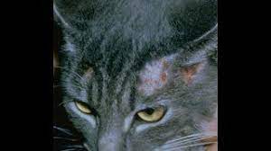 british shorthair mantar youtube