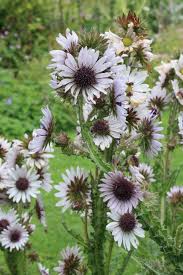 Daily Flower Candy Berkheya Purpurea Ornamental Plants Invasive Plants Plants