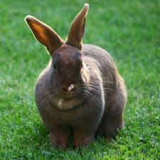 Have a look at our big database with 5000+ rabbit names and navigate by selecting the letter you like the most and explore a set of both common and. 200 Bunny Names Ideas For Pet Rabbit Names Exotic Animal Supplies