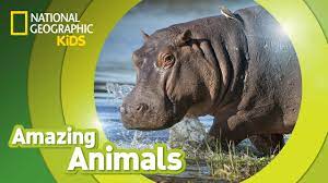 Hippo Amazing Animals Hippo Facts National Geographic Kids Animals