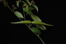 Image result for Secamone punctulata