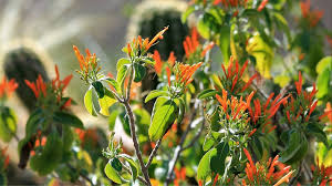 Image result for Justicia spicigera