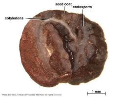 Image result for Coptosperma zygoon