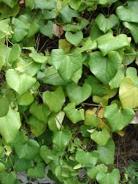 Image result for Aristolochia littoralis