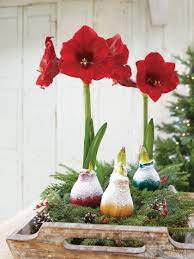Maybe you would like to learn more about one of these? Easy Care Waxed Amaryllis Free Shipping Gardener S Supply