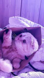 Winter Moode In 2021 Hamster Animals Fur Slides