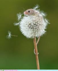 Daily Squee Dandelion Mouse Cute Animals Animals Animals Wild