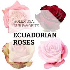 An ecuadorian company would have financed the operation that ended in the assassination in haiti with $ 865,000. Holex Usa Our Favorite Ecuadorian Roses Holex Flower Blog