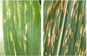 Gray Leaf Spot vs. Bacterial Leaf Streak In Corn | Golden Harvest