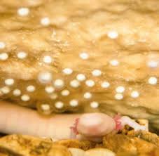 Urzeitwesen Grottenolme Legen Eier In Slowenien Und Im Harz Welt