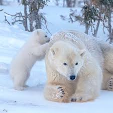 Upload a good quality video. Polar Bear On Instagram Back Massage Credit Eyelaser Polarbears Bearcub Polarbear Cutebears Cutebear Baby Polar Bear Pet Tiger Bear Cubs
