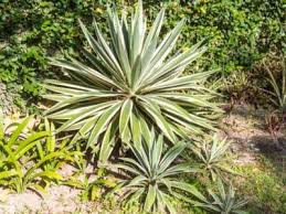 Separating Yucca Plants Learn How To Split A Yucca Yucca Plant Plants Yucca