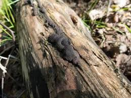 Image result for Hypoxylon multiforme