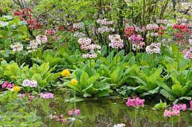 Primula Japonica Japanese Primrose Primula Plants For Wet Soil Plants