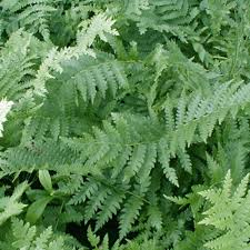 Image result for Osmunda