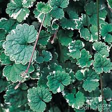 Image result for Glechoma