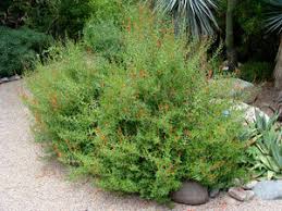 Image result for Anisacanthus