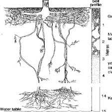 Eucalyptus tree root damage most eucalyptus tree problems occur when the ground is wet. Pdf Root Distributions And Water Uptake Patterns In Eucalypts And Other Species