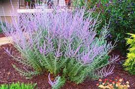 Check spelling or type a new query. Plants Rabbits And Deer Hate Signals Az