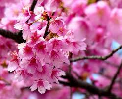 Top 10 Most Beautiful Flowers In The World Beautiful Flowers Wallpapers Pink Flowers Wallpaper Cherry Blossom Flowers