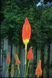 Image result for Kniphofia princeae