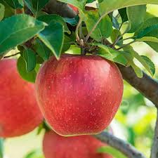 Apricots grow best in californias central inland valleys and in northern california about 30 miles or more inland where there is some coastal influence. Types Of Fruit Trees The Home Depot
