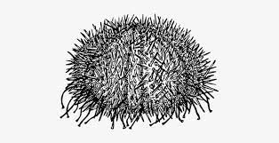 Looking for a good deal on coloring urchin? Sea Urchin Coloring Book Colouring Pages Sea Otter Sea Urchin Black And White Png Image Transparent Png Free Download On Seekpng