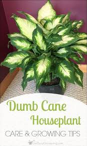 How To Care For Dieffenbachia Dumb Cane Plant Care Houseplant Plants House Plant Care