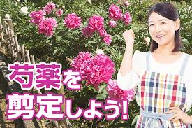 アボカドの剪定方法と育て方の注意点 元気がない理由は 伐採 剪定 1本2 890円 税抜 全国対応 剪定110番