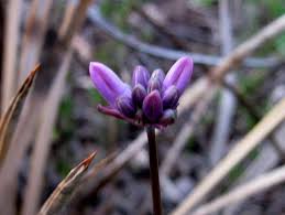 Image result for Dicoma capensis