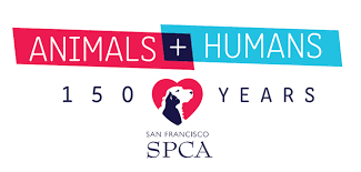 Specialty hospitals are often needed for advanced surgeries or treatment that falls outside the services of your primary veterinarian. Sf Spca Veterinary Hospital Pacific Heights Campus