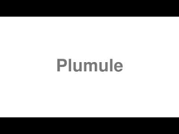 How To Pronounce Cotyledon - Youtube