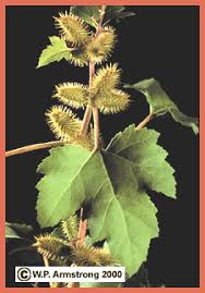 Image result for Plinthus cryptocarpus