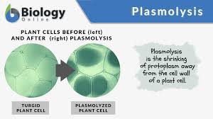Plasmolysis Definition And Examples - Biology Online Dictionary