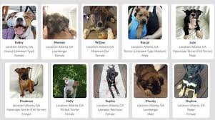 Atlanta humane society, 981 howell mill rd nw, atlanta, ga; Bosley S Place Bosleysplace Twitter