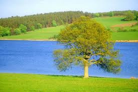 Natural Scenery Images With Their Fourier Transform Download Scientific Diagram