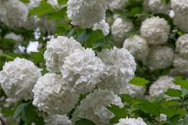 The shrub has a more upright form reaching up to 12' tall and 6' wide making it an excellent hedge and screen plant for larger areas. 25 Longest Blooming Trees And Shrubs For Your Garden Diy Crafts