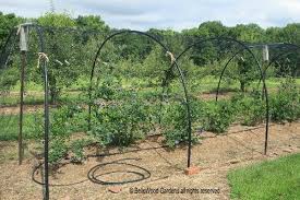 Bird Netting For Garden Uk Bellewood Gardens Diary Blueberry Gardening Blueberry Bushes Fruit Cage