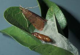 Young texas mountain laurel trees should be checked frequently for caterpillar infestations. Genista Caterpillar On Texas Mountain Laurel Landscape Ipm