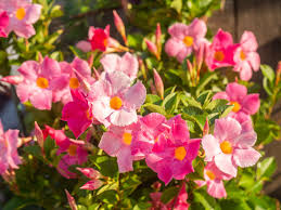 Around 27 tall including pot one gallon pot full sun: Mandevilla Plant Care Growing Guide